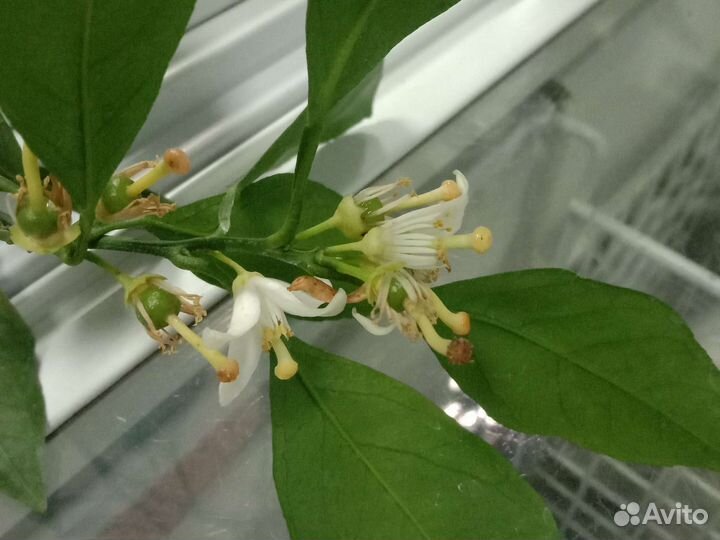 Мандарины и лимон