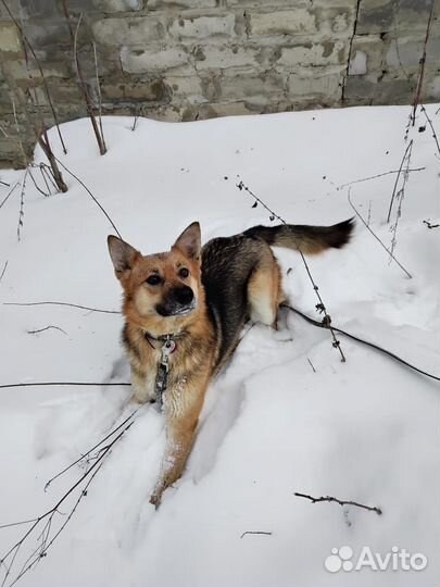 Собака Альма