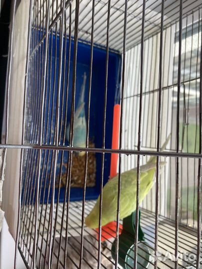 Волнистый попугай