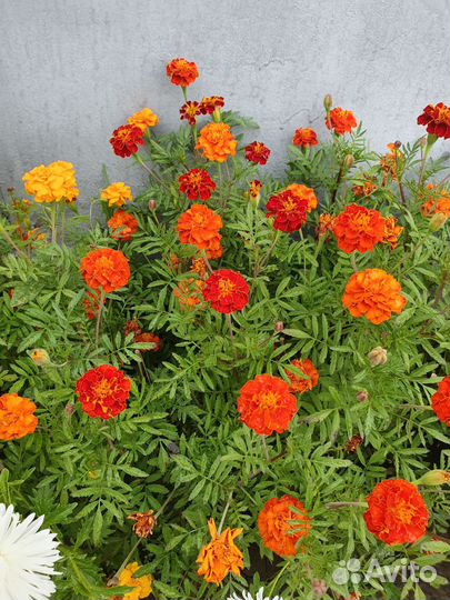 Семена бархатцев