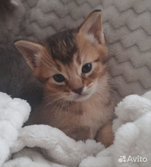 Котята чаузи
