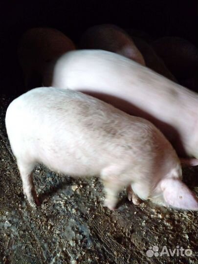 Продам поросят помесь ландрас с белой