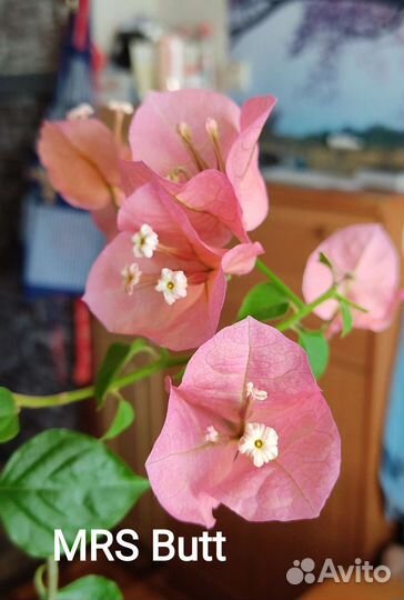 Бугенвиллея