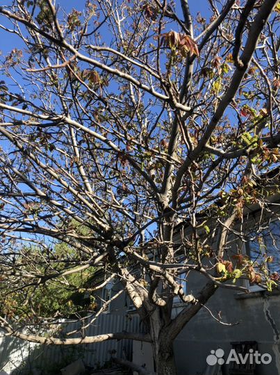 Грецкий орех саженцы