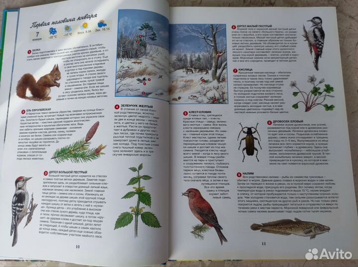 Две энциклопедии