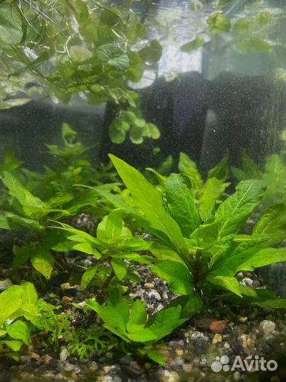 Ферма аквариумных растений