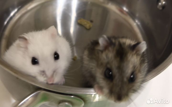 Джунгарский хомяк