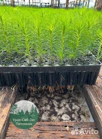 Зкс и окс Сосна Ель Лиственница сеянцы Голуб горн
