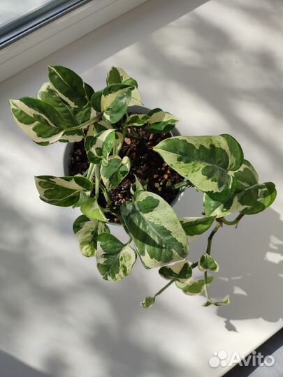 Эпипремнум Н Джой