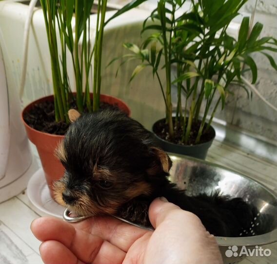 Йоркширский терьер