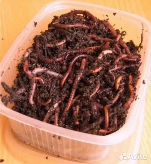 Черви крупные для рыбалки