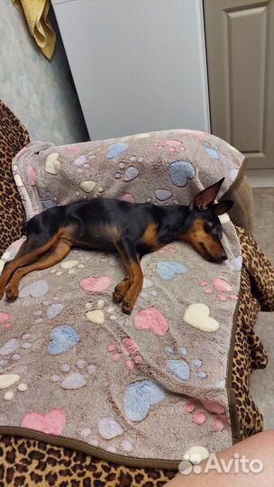 Цвергпинчер