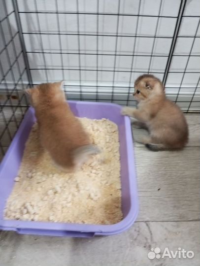 Шотландские котята