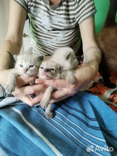 Тайские котята мальчик,девочка