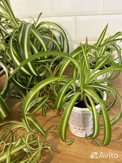 Хлорофитум кудрявый (Бонни)