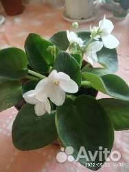 Сортовые фиалки