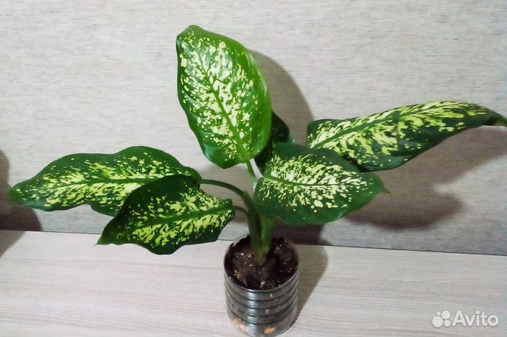 Диффенбахия