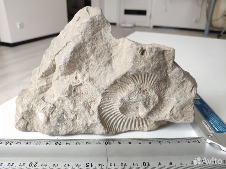 Аммонит. Окаменелость возрастом 90-200 млн лет