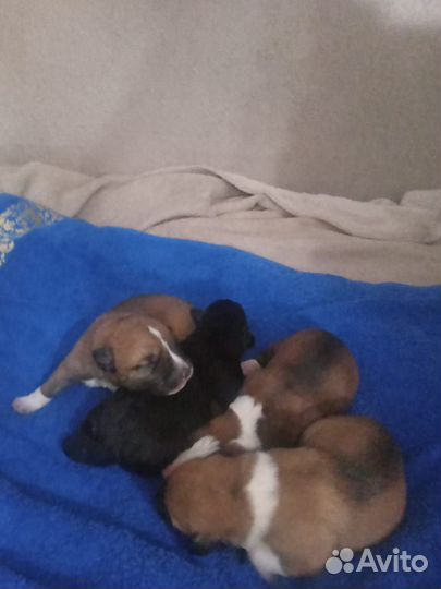 Охотничьи собаки щенки