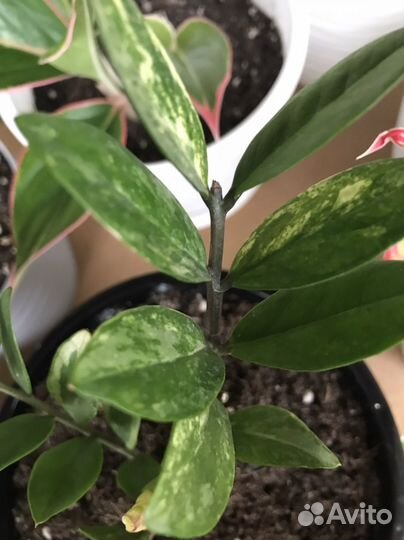 Замиокулькас вариегатный