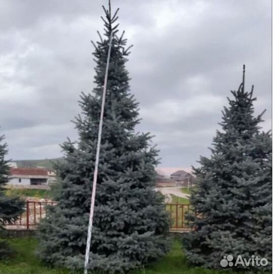 Высокие голубые ели крупномеры n-5780