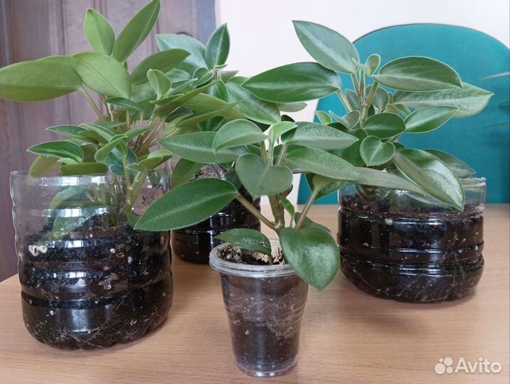 Пеперомия несколько разновидностей