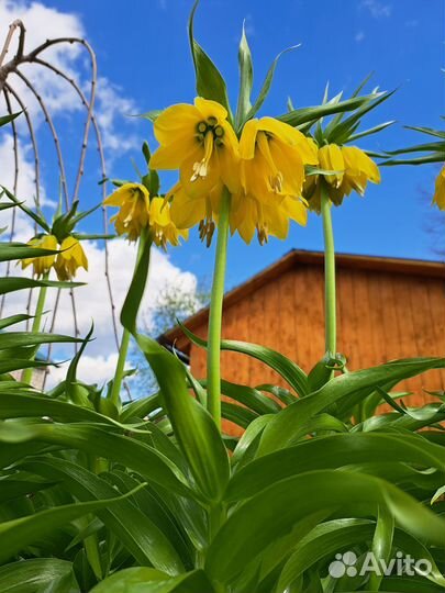 Рябчик императорский