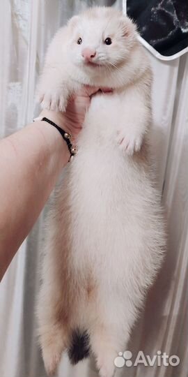 Вязка хорька - экзота (2 мальчика)