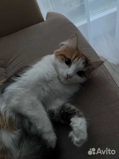 Кошечка в добрые руки