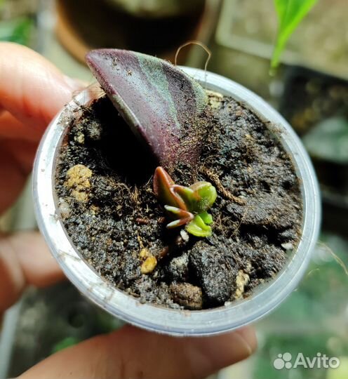 Ленофиллум Гуттатум Вариегатный