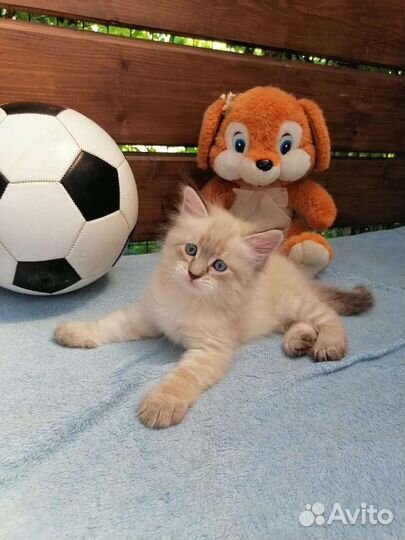 Невские малыши ждут вас