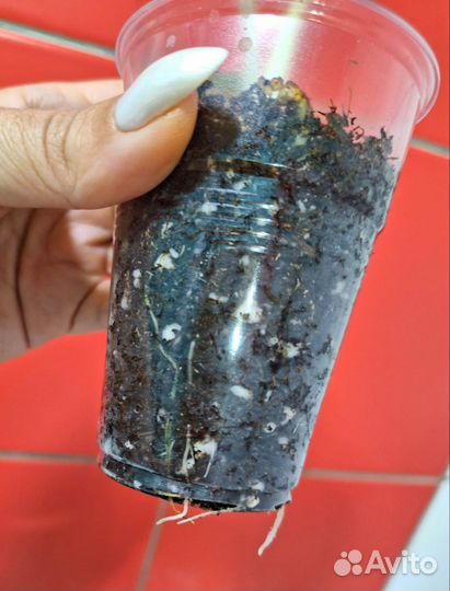 Алоказия Блек вельвет пинк вар