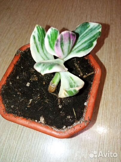 Редкие суккуленты