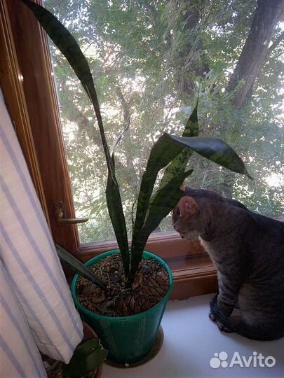 Сансевиерия (щучий хвост)