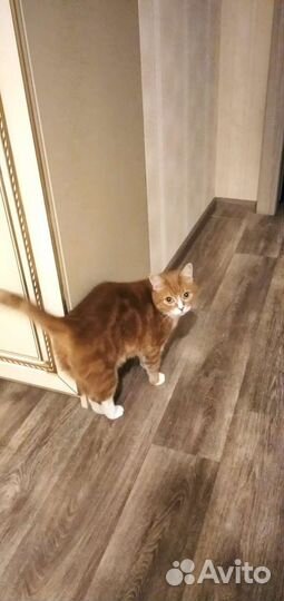 Кот в добрые руки