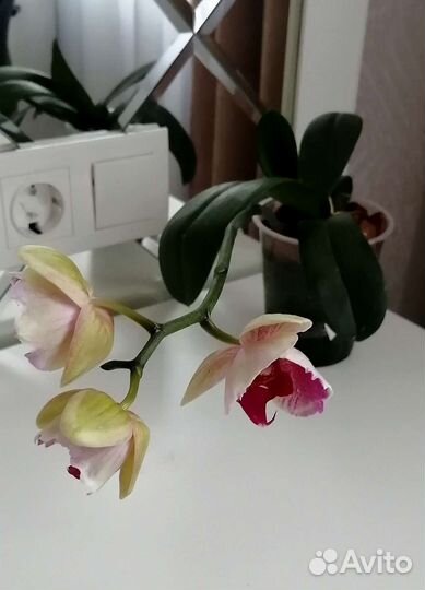 Орхидея Phal. Cockatoo