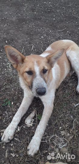 Собаки бесплатно в добрые руки щенки