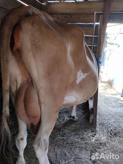 Осеменение коров