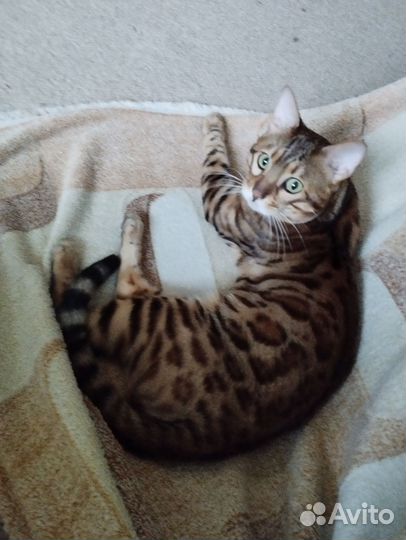 Бенгальский кот