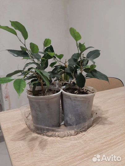 Фикус бенджамина