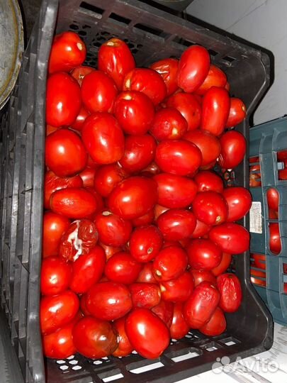 Продам овощи