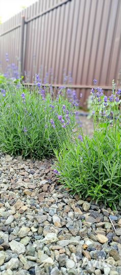 Лаванда саженцы