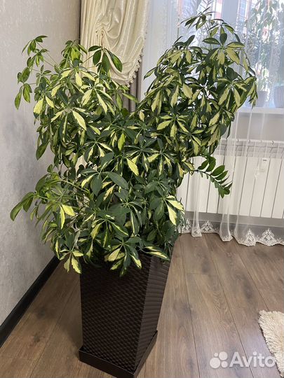 Шефлера