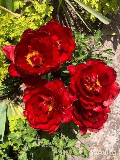 Многолетние цветы