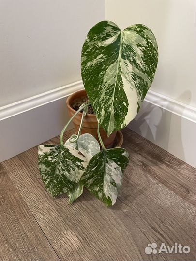 Монстера Борзига