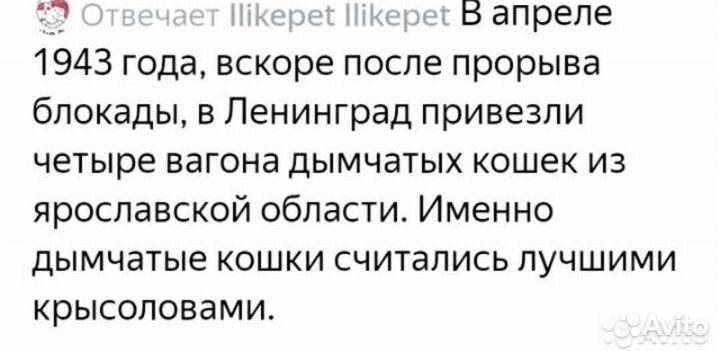 Котята от европейца и дымчатой крысоловки