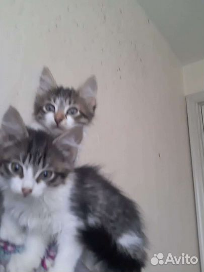 Котята 2.5 месяца в дар