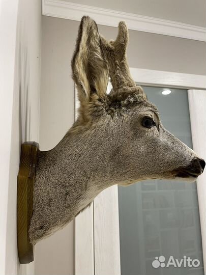 Чучело косули