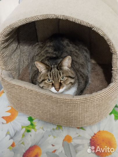 Домик для кошки бу