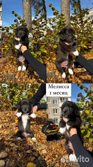 Собаки